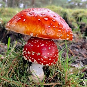 DISFRUTA DEL OTOÑO EN LA SIERRA DE GREDOS, VISITANDO LA CASA RURAL LA TABLILLA Y LA TERRAZA